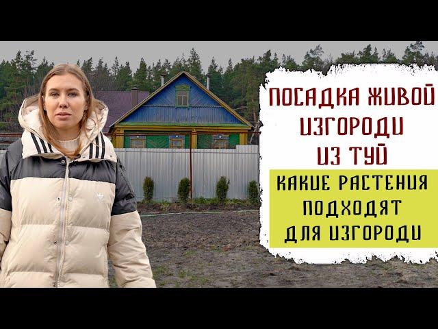 Посадка живой изгороди из туй Брабант  | Закрываем некрасивый забор