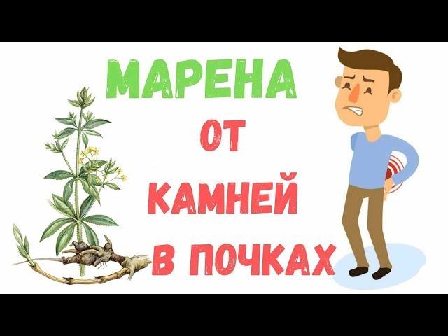 Марена красильная: свойства, польза и лечебное применение - fito.ua