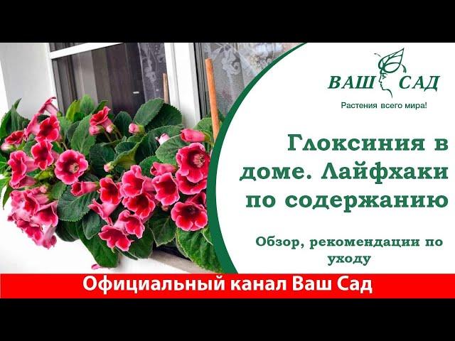 Глоксиния. Выращивание и уход в доме. Советы от Ваш сад