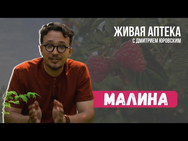 МАЛИНА. Полезные свойства // Настойка "Антистресс" // Живая аптека 2