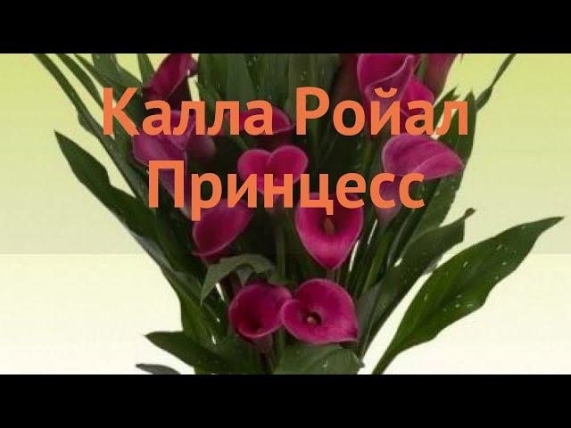 Калла обыкновенная Ройал Принцесс (calla)  обзор: как сажать, луковицы каллы Ройал Принцесс