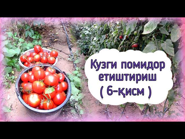 Кузги помидор етиштириш: якун (6-қисм)