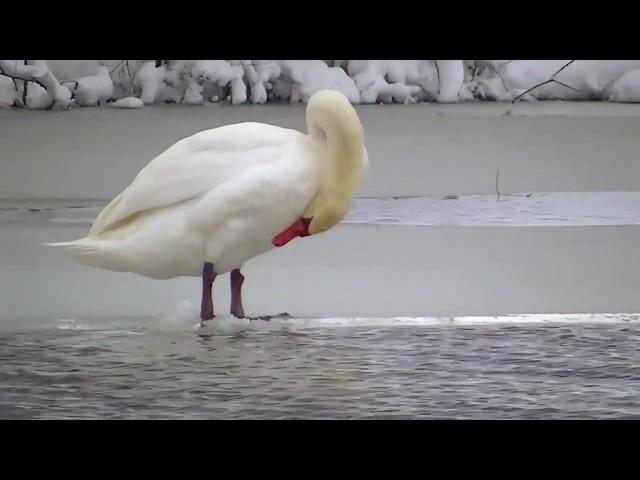 Зима повернулася...