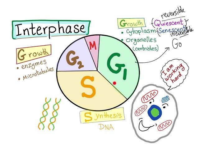 Cell Cycle (part 2); the INTERPHASE!