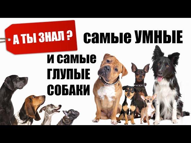 Самые УМНЫЕ и Самые ГЛУПЫЕ Породы СОБАК