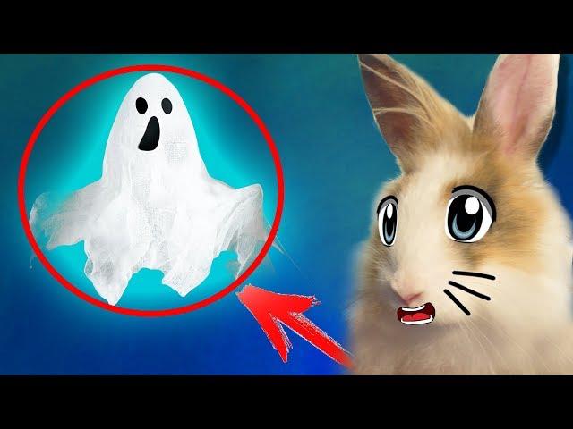 SAVING Buffy and KITTY whiskers from the CAST! Sweets for the rabbit! Horror in REAL LIFE