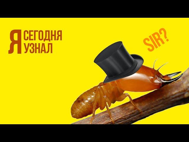 Сегодня я узнал / Выпуск #03