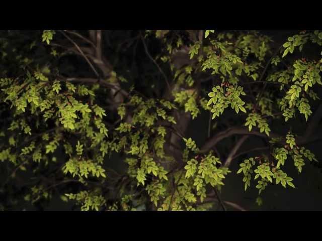 Element 3D: Rotating tree