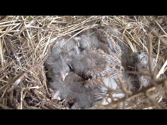 linnets ,  nest with chicks,  nest with eggs