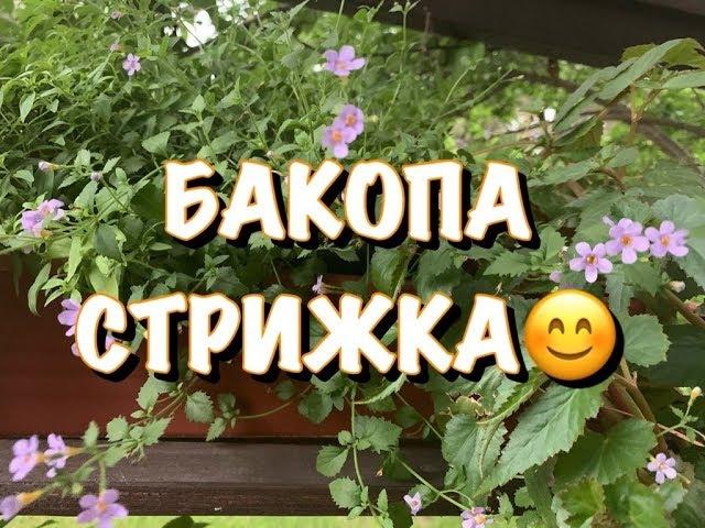 БАКОПА . БЕЗЖАЛОСТНАЯ ОБРЕЗКА! ПОРА!!!