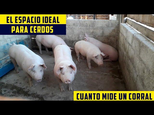 Cuanto Espacio Necesita Un Cerdo de Engorde