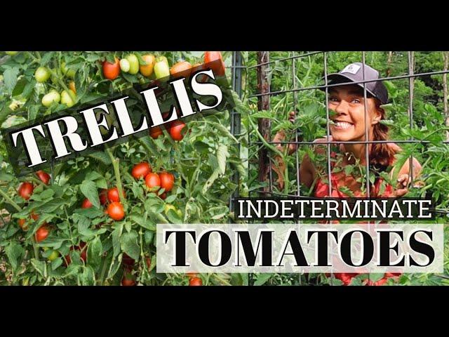 How to Prune and Train Indeterminate Tomatoes-- Healthy Plants & Easy Harvests!