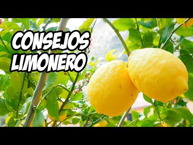 Top 7 Consejos para Cultivar LIMONEROS  | La Huerta de Ivan