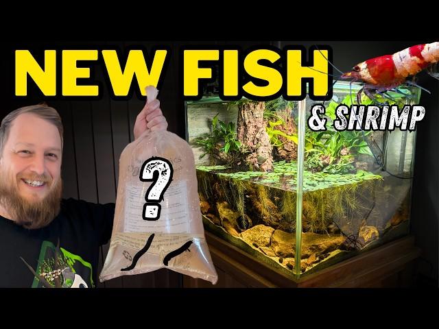 FOUR aquariums, SIX new animals! (Adding fish and cleaning tanks!)