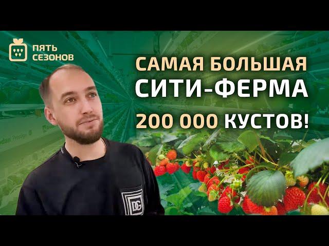 Экскурсия по самой большой ситиферме // выращивание 200 000 кустов клубники!