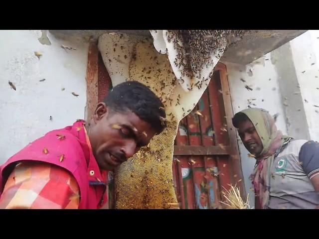 Harvesting giant honey, so so big honeycomb | Beekeeping International