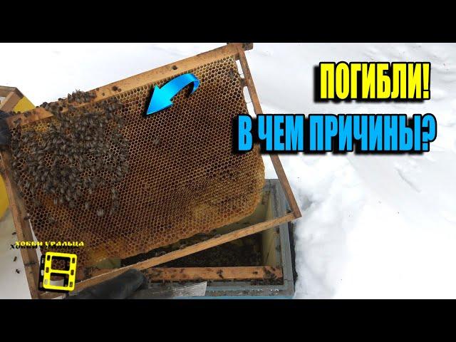 ПОЧЕМУ ЗИМОЙ ГИБНУТ ПЧЕЛИНЫЕ СЕМЬИ? ПРИ ЧЕМ ТУТ СИЛА ПЧЕЛИНОЙ СЕМЬИ? ПЧЕЛОВОДСТВО 25-09