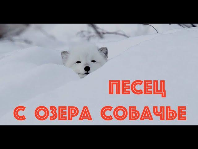 Песец с озера Собачье и отважная ныряльщица Оляпка. Плато Путорана / Siberia. Arctic fox.