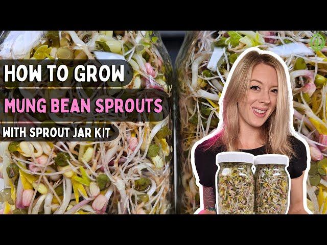 How to Sprout Mung Bean seeds at home with Sprouting Jar Kit | Soilless