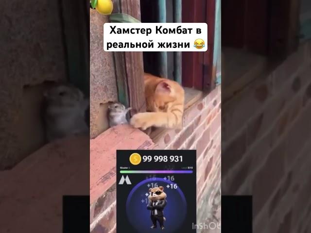 Хамстер Комбат в реальной жизни  #hamsterkombat #криптовалюта #хомяк #крипта #мем