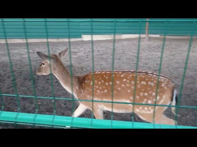 Deer in the zoo Kyiv