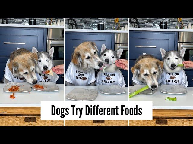 Dogs Try Different Foods