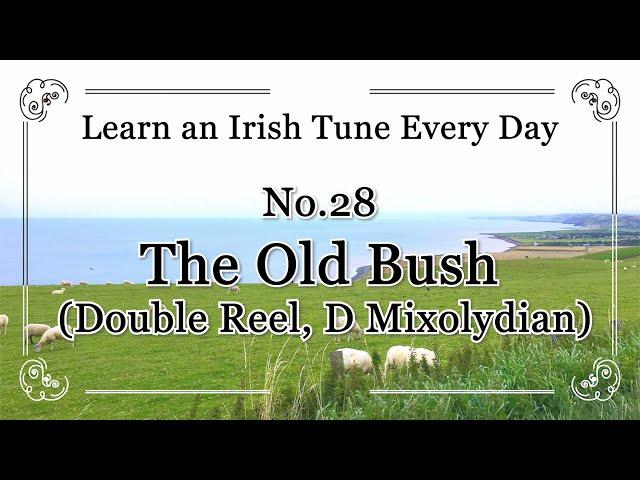 028 The Old Bush (Double Reel, D Mixolydian) Learn an Irish Tune Every Day.