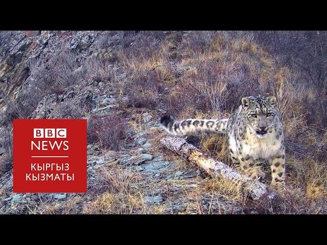 Ак илбирсти коргогон алтайлык мергенчи - BBC Kyrgyz