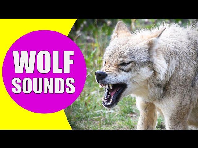 WOLF HOWLING SOUNDS | Listen to the Sound of Wolves Howling