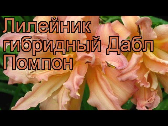 Лилейник гибридный Дабл Помпон (hemerocallis)  обзор: как сажать, рассада лилейника Дабл Помпон