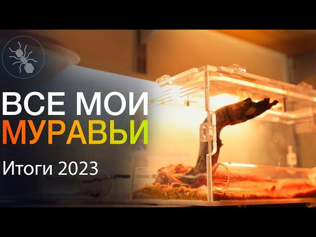 ВСЕ МУРАВЬИ в ОДНОМ ВИДЕО! МУРАВЬИНЫЕ НОВОСТИ и ИТОГИ 2023!