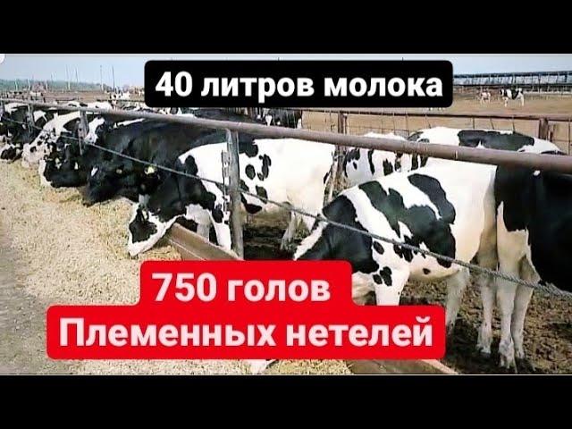 В продаже племенные нетели молочного направления живым весом. Продажа КРС живым весом оптом РФ и СНГ