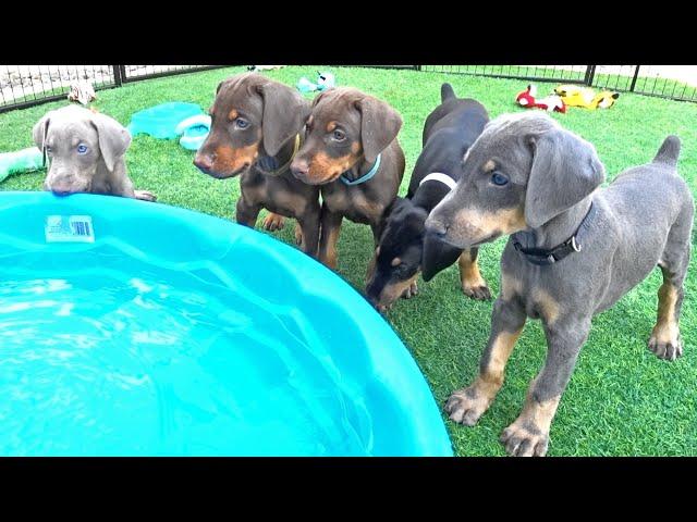 Do Doberman Puppies Like to Swim?!?!