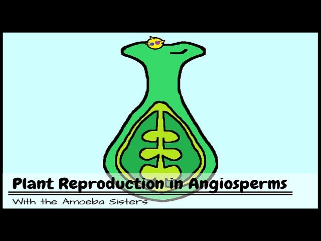 Plant Reproduction in Angiosperms