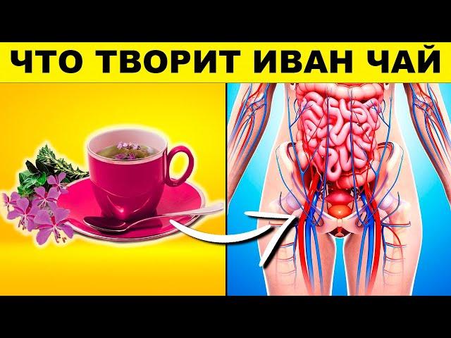 This Evening Drink Cures Many Sicknesses! Kiprij Ivan Tea Benefits and Harms | See and Know