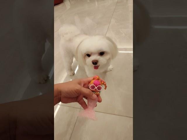 LOL and MALTESE PUPPY #youtubeshorts #shortsviral #maltese #puppies #puppy #doglover #lol