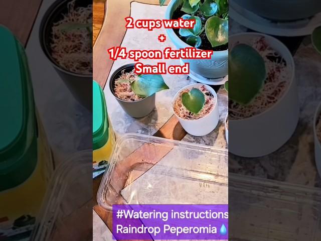Perfect Fertilizer Ratio for Healthy Plants!  Propagation Tips & Raindrop Peperomia Care