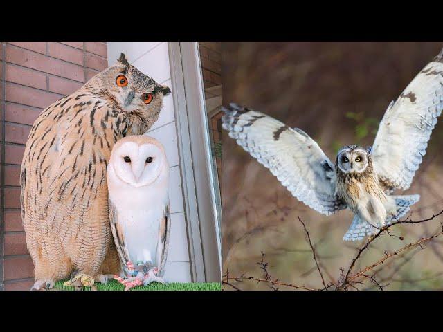 OWL BIRDS- Funny Owls And Cute Owls Videos Compilation (2021) #009 - Funny Pets Life