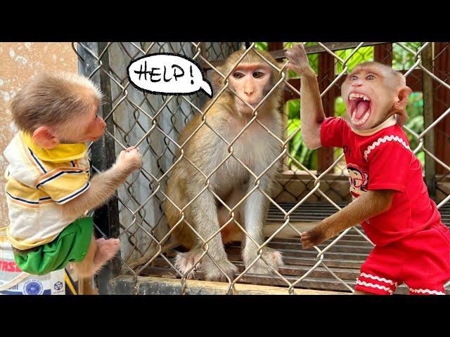 The rescue of the monkey TiTi and the haunting encounter through bars