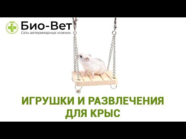 Игрушки и Развлечения Для Крыс  // Сеть Ветклиник БИО-ВЕТ