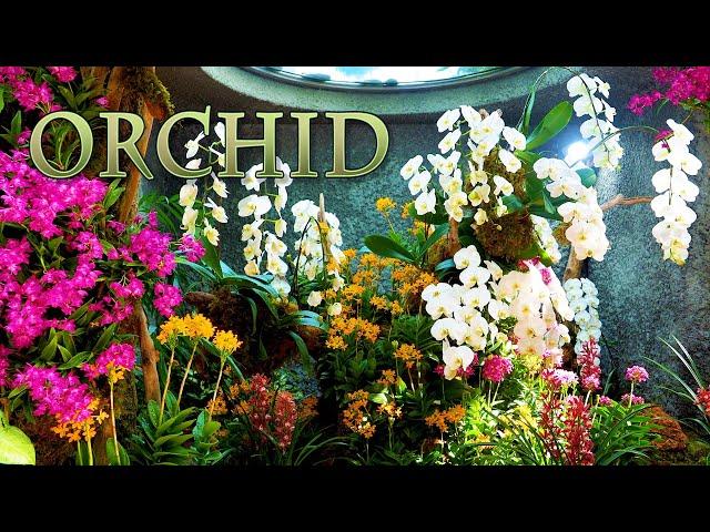 【4K Orchid 】Orchids are in full bloom at Chugoku-Shikoku Region. 高知と広島でラン展 #4K  #Orchid #牧野植物園