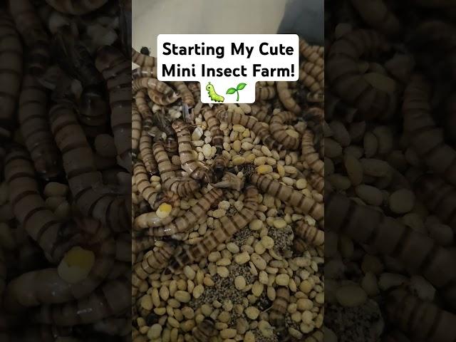 Starting My Cute Mini Insect Farm!  #InsectFarm #MiniFarm #SustainableLiving #BugLife