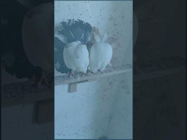 Миру мир #pigeon #birds #голуби #tauben #kabootar #бойголубей