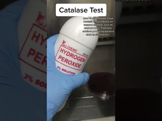 Catalase test | catalase positive test.  #shorts #shortsfeed #microbiology #microbiologyinsider