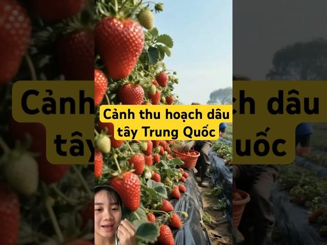 Thu hoạch dâu tây Trung Quốc