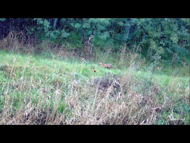 Driven Fox Hunt with Beretta Silver Pigeon 12G with Jagd Terriers Victoria 14/07/2024