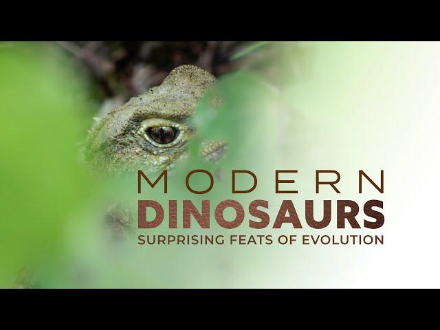 Modern Dinosaurs: The Tuatara