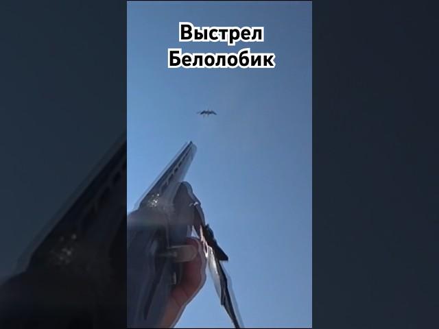 Точный выстрел По ГУСЮ БЕЛОЛОБИК