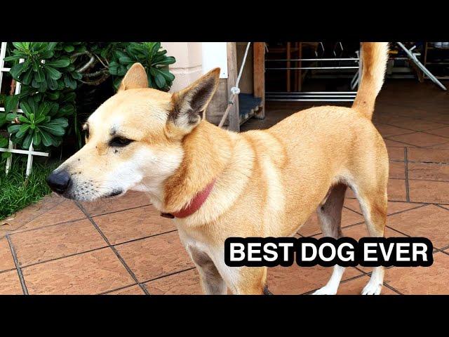 Indian Pariah Dog: best ever dog breed