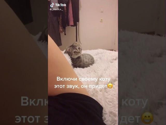 Включи своему коту этот звук, он придёт